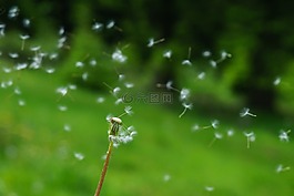 蒲公英,種子,風