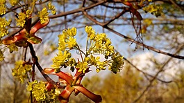 性質(zhì),植物,花