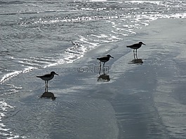 海滩,海滩鸟,海岸线