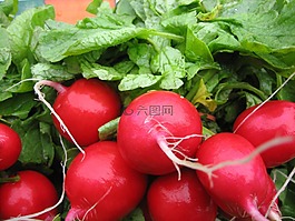 蘿卜,食品,蔬菜