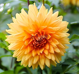 大麗花,花園,花卉