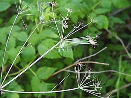 花,森林,綠色