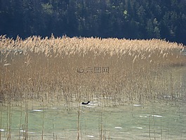 鴨,蘆葦,野生鳥