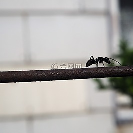 螞蟻,籬笆,昆蟲