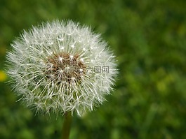 花,花園,蒲公英
