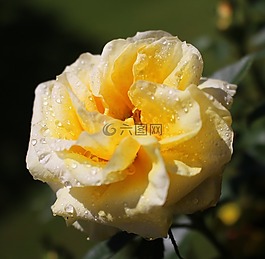 花,開花,玫瑰