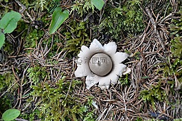 蘑菇,植物,森林