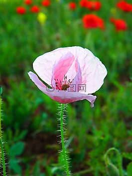 花,自然,植物區(qū)系