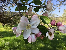 蘋果花,春天,性質(zhì)