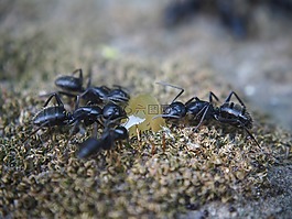 螞蟻,性質(zhì),昆蟲