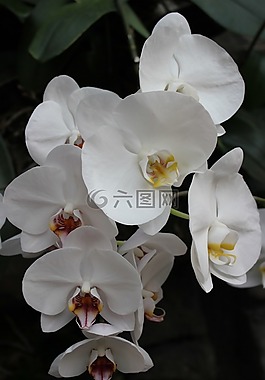 白,花,自然