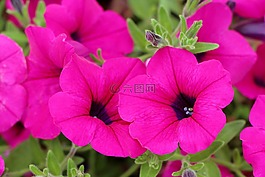 矮牽牛,植物,鮮花