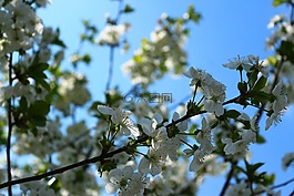 鮮花,布魯姆,春天