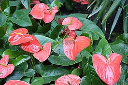 粉紅色,花,花瓣
