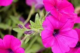 矮牽牛,植物,鮮花