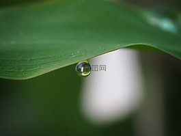 一滴水,露水,太陽