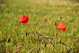 鮮花,罌粟花,性質(zhì)