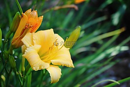 花,植物區(qū)系,植物