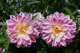 鮮花,花園,性質(zhì)
