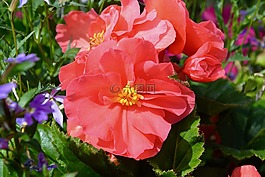 紅色的花朵,地塊,植物