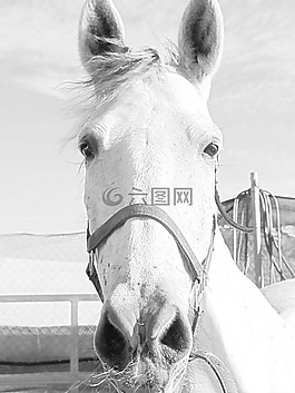 母馬,馬,馬頭