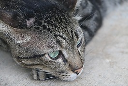 貓,毛皮,動物