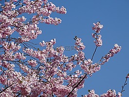 春天,性質(zhì),鮮花