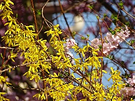 春天,性質(zhì),鮮花