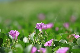 花,朵朵,廠