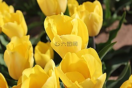 郁金香,春,花