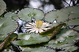 水百合,水,湖
