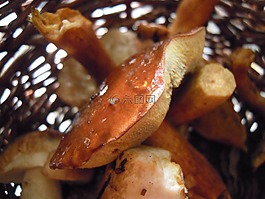 菌,工廠,森林