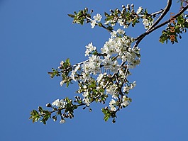 春天,性質,鮮花