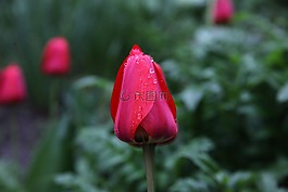 郁金香,紅花,雨