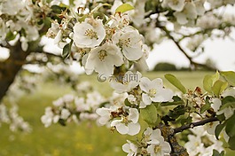 蘋果樹開花,春天,果園
