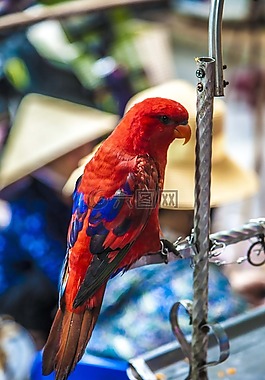 鸚鵡,鳥,越南