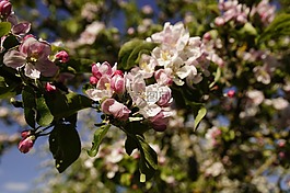 蘋(píng)果花,開(kāi)花,蘋(píng)果樹(shù)