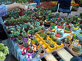 仙人掌,植物,多汁
