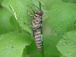 昆蟲,幼蟲,insectum
