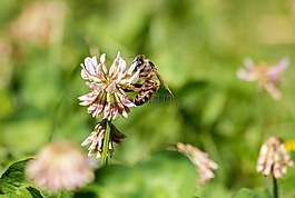 蜜蜂,春天,昆虫