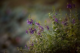 花,朵朵,廠
