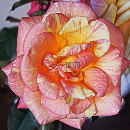 玫瑰,粉紅色,花
