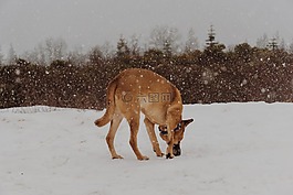 狗雪,牧羊人,雪