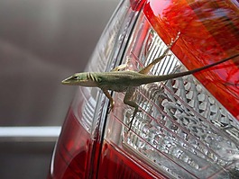 蜥蜴,動物,綠色