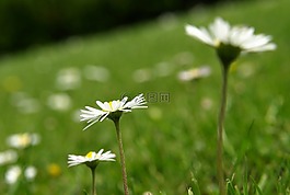雛菊,花,開花