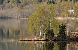 水,綠色,樹(shù)