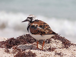 鳥,海,動物