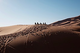 駱駝,沙漠景觀,動物