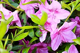 粉紅色,綠色,花