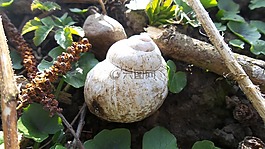 性質(zhì),草地,林林下